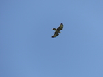 FZ008875 Buzzard (Buteo buteo).jpg